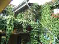 Wein im Innenhof